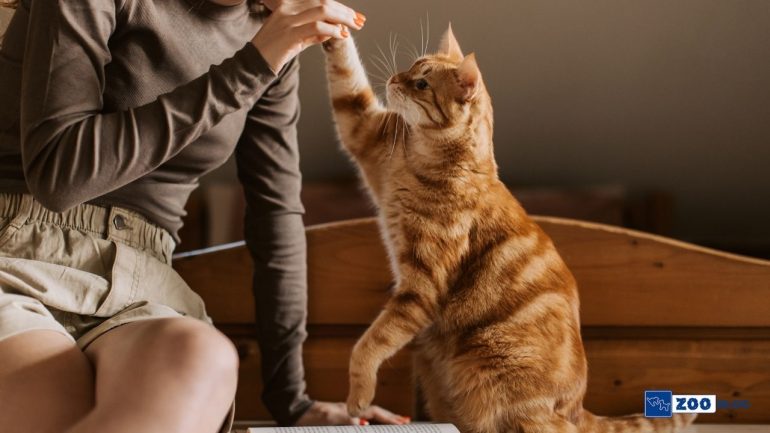 Kedi Bakımı ve Eğitimi Önerileri