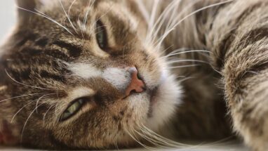 Kedi Beslemek: Kedi Bakımı Hakkında Her Şey