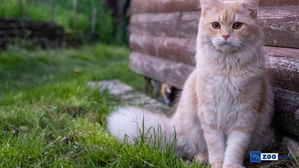 kedi burun mantarı