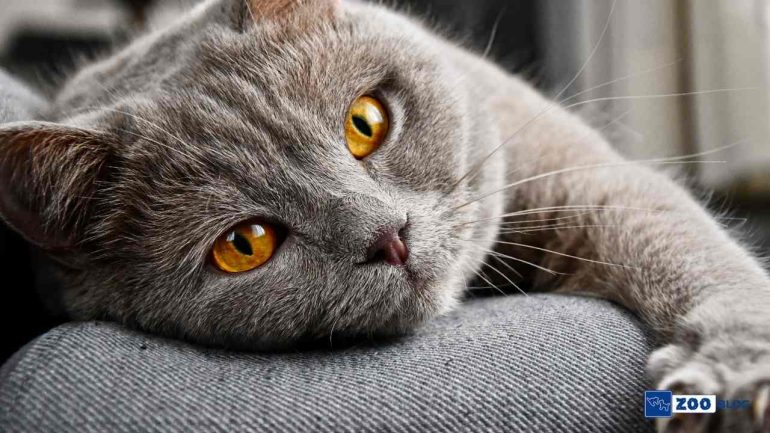 Kedi Burun Mantarı Belirtileri, Nedenleri, Tedavisi