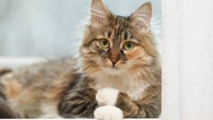 Kedi Cilt Hastalıkları Nelerdir?