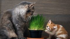 Kedi Çimi Ne İşe Yarar?