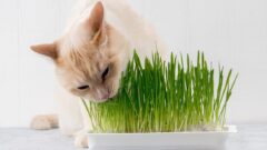 Kedi Çimi Nedir? Gerekli Midir?