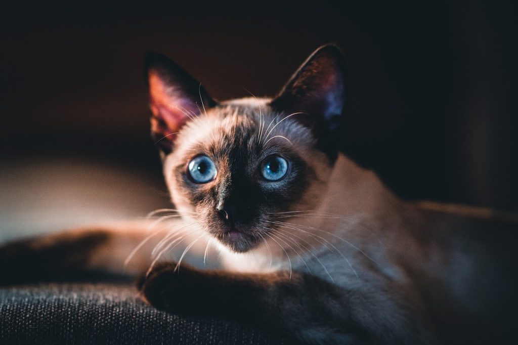 13 Maddede Kedi Cinsleri ve Özellikleri
