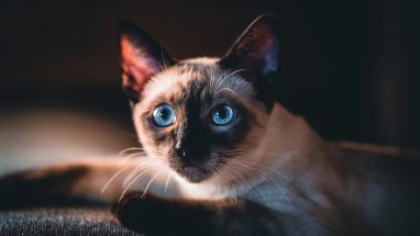 13 Maddede Kedi Cinsleri ve Özellikleri