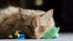 Kedi Depresyonu Nedir? Belirtileri Nelerdir?