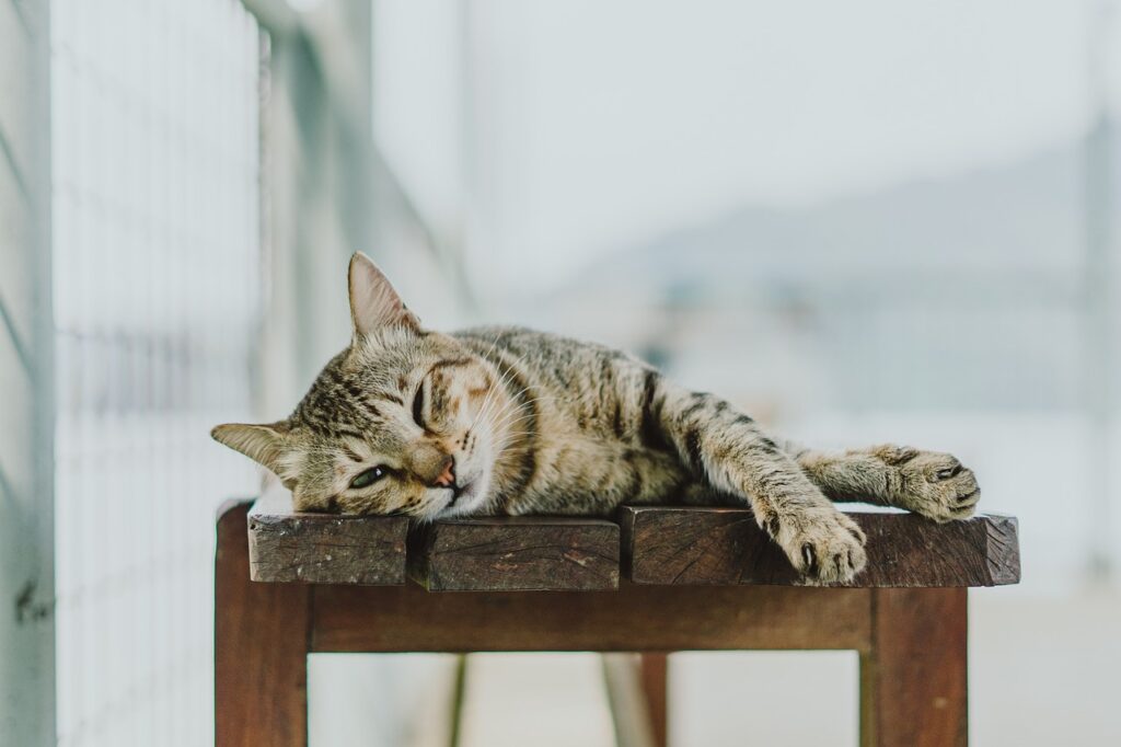 Kedi Eğitilir mi?