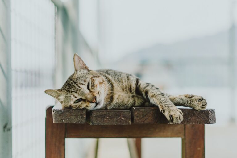 Kedi Eğitilir mi?