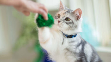 Kedi Eğitimi Nasıl Olmalı? Kedi Eğitiminde Dikkat Edilmesi Gerekenler