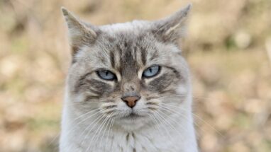Kedi Eğitmek Nasıl Olmalı?