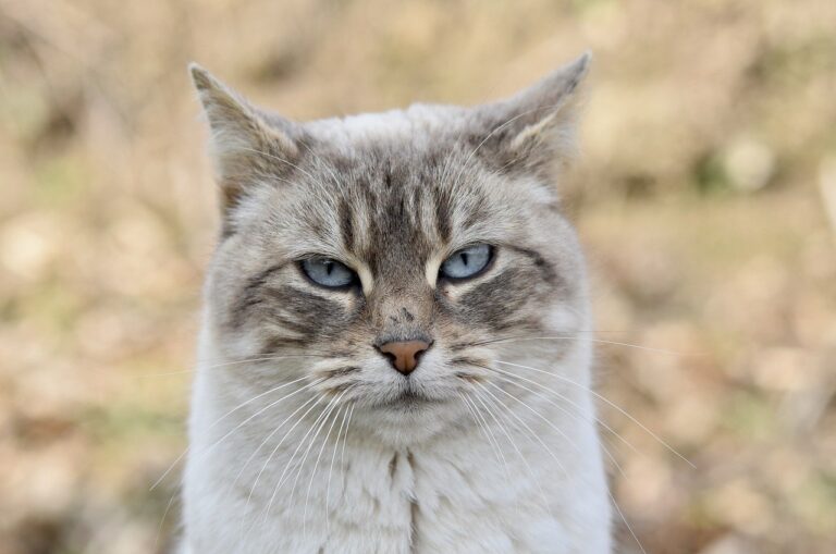 Kedi Eğitmek Nasıl Olmalı?