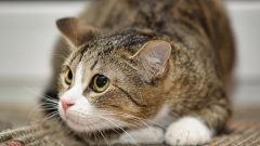 Kedi Fobisi Nasıl Yenilir? Kedi Fobisinden Kurtulmanın Yolları