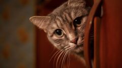 Kedi Fobisi Tedavisi Nasıl Olur?