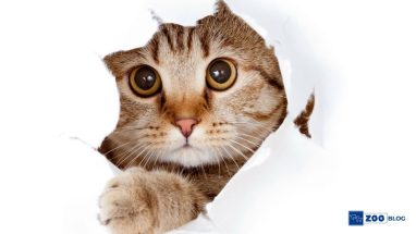 Kedi Fobisinin Nedenleri