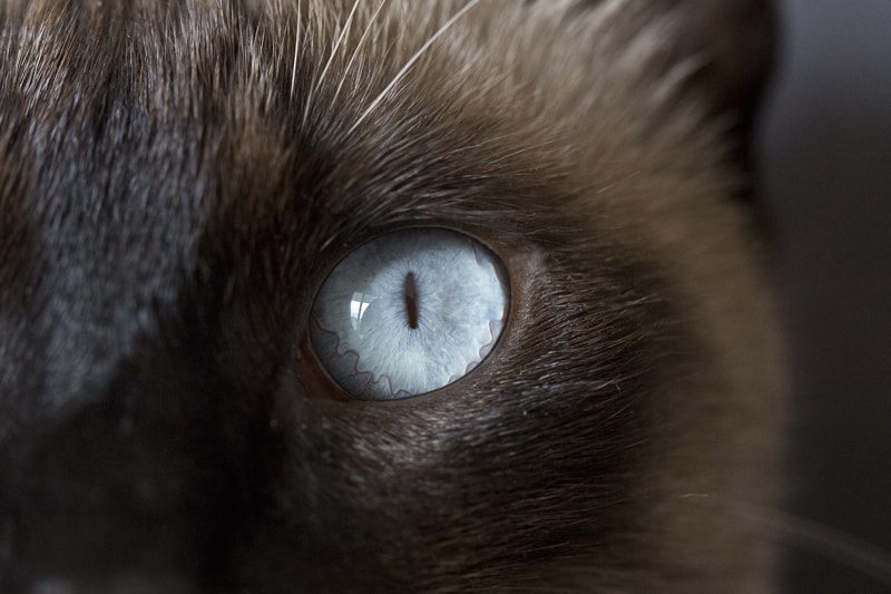 Kedi Göz Hastalıkları Nelerdir?