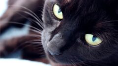 Kedi Göz Hastalıkları Nelerdir?
