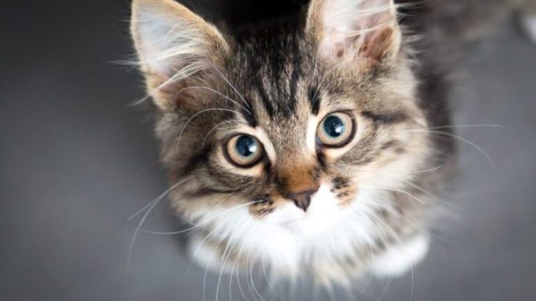 kedi goz iltihabi neden olur nasil gecer zoo blog