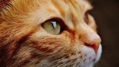 Kedi Göz Ülseri Nedir? Belirtileri Neler?