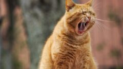 Kedi Gribi Tedavisi Nedir?