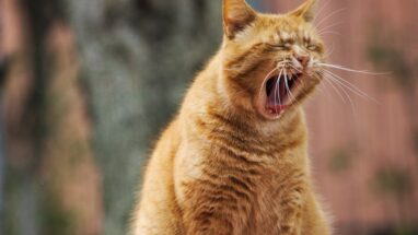 Kedi Gribi Tedavisi Nedir?