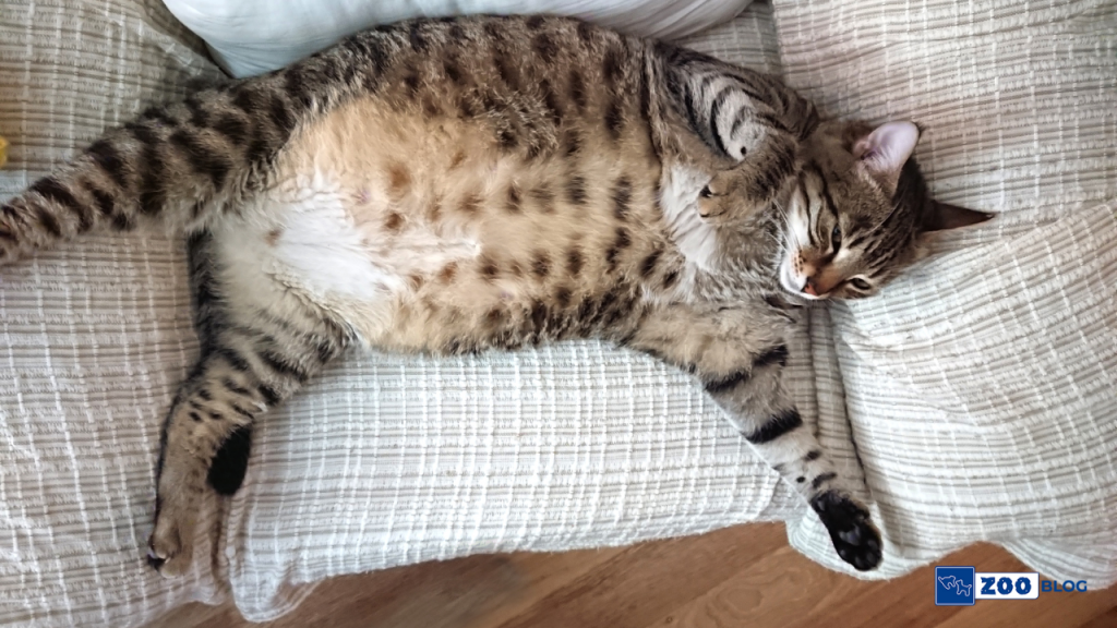 kedi hamilelik süresi