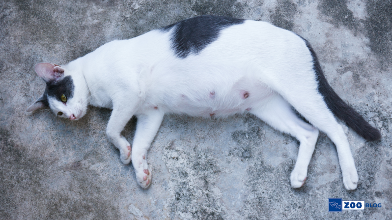 Kedi Hamilelik Süresi ve Diğer Önemli Detaylar