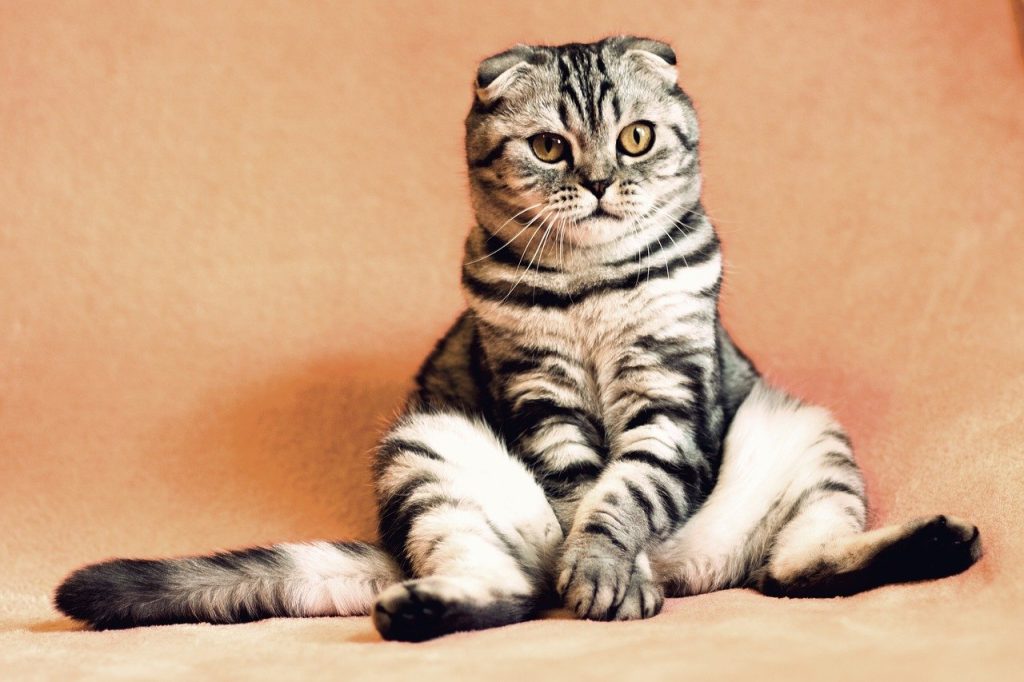 Kedi İhtiyaç Listesi