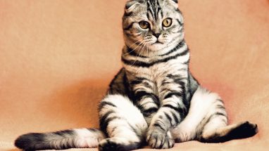 Kedi İhtiyaç Listesi