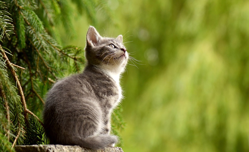 27 Maddede Kedi Irkları ve Özellikleri