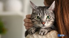 Kedi İshal Olunca Ne Yapılmalı?
