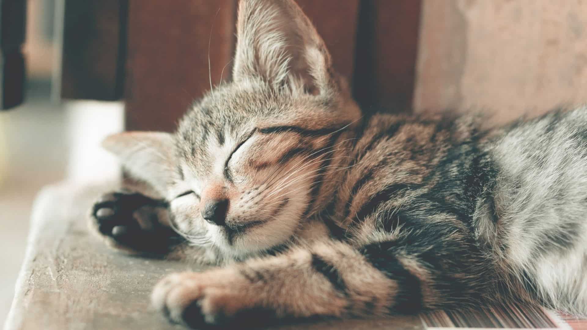 En Güzel Kedi İsimleri Rehberi, 63 Farklı İsim Zoo Blog