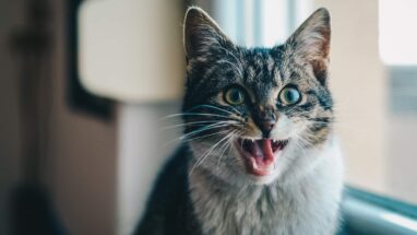 Kedi Isırığı Hakkında Bilmeniz Gerekenler