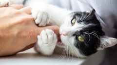 Kedi Isırınca Ne Yapmalı?