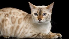 Kedi Kısırlaştırma Sonrası Dikkat Edilmesi Gerekenler