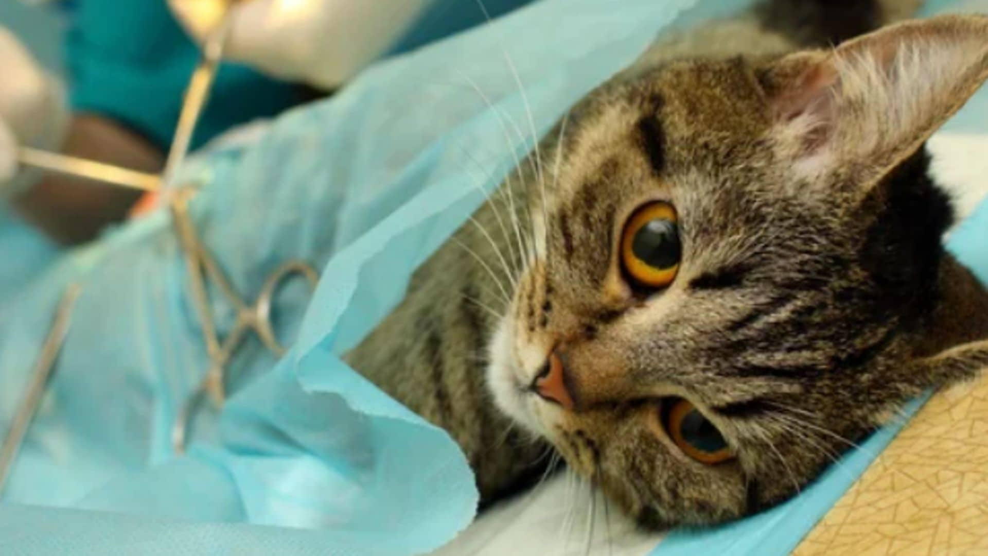 Kedi Kısırlaştırma Hakkında Önemli Bilgiler Zoo Blog
