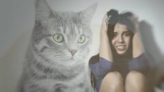 Kedi Korkusu (Ailurofobi) Nasıl Geçer?