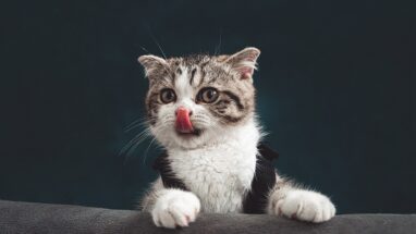 Kedi Kuduz Olur mu?