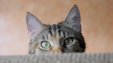 Kedi Kulağı Nasıl Temizlenir?