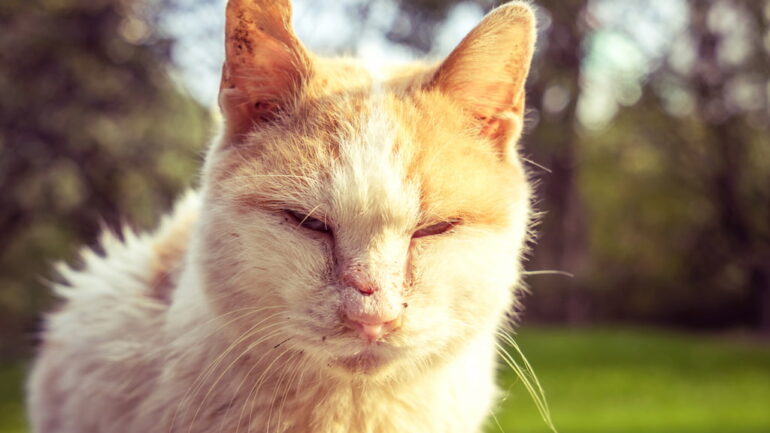 Kedi Kulak Uyuzu Belirtileri Nedenleri Ve Tedavisi Zoo Blog