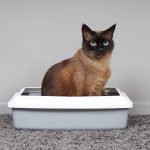 Kedi Tuvalet Eğitimi: Kedi Kuma Nasıl Alıştırılır?