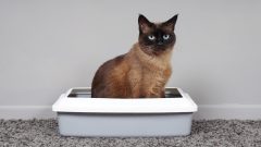 Kedi Tuvalet Eğitimi: Kedi Kuma Nasıl Alıştırılır?