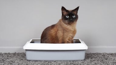 Kedi Kumu Nasıl Kullanılır? Kedi Kumu Nasıl Olmalı?