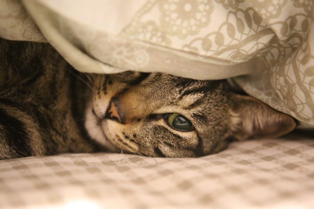 Kedi Kusarsa Ne Yapılmalı?
