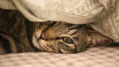 Kedi Kusarsa Ne Yapılmalı?