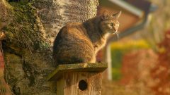 Kedi Malzemeleri: En Temel 9 Kedi Ürünü