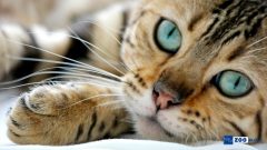 Kedi Malzemeleri Nelerdir?