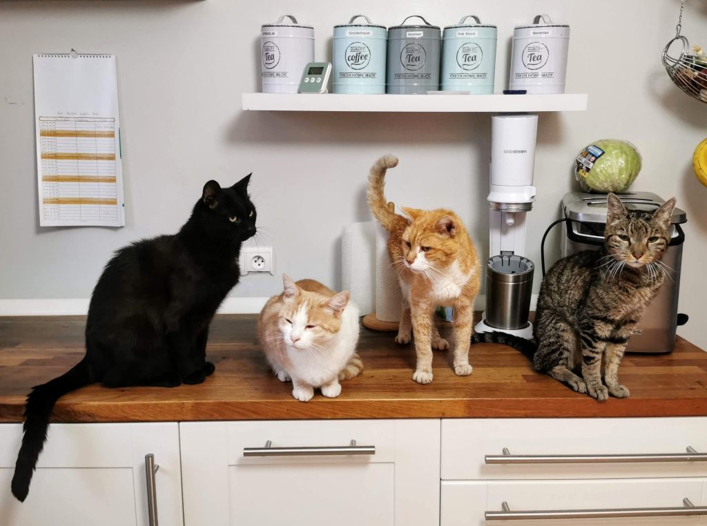 Ekonomik Kedi Maması 15 Kg Tavsiyeleri