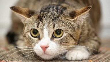 Kedi Mantar Tedavisi Nasıl Olur? Nelere Dikkat Edilmeli?