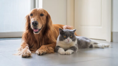 Evde Kedi Mi Köpek Mi? Hangisini Sahiplenmeliyim?
