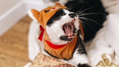 Kedi Miyavlaması Neden Olur? Kediler Neden Miyavlar?